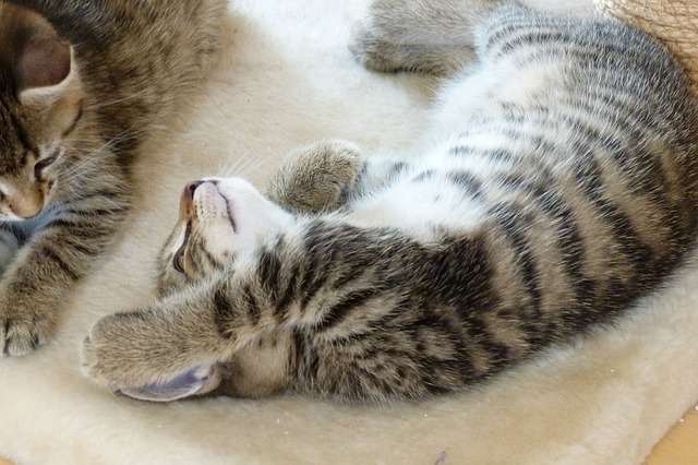 gatto soriano comportamento gatto soriano comportamento