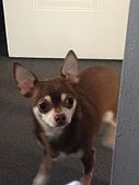 Brown Chihuahua dog Brown Chihuahua dog
