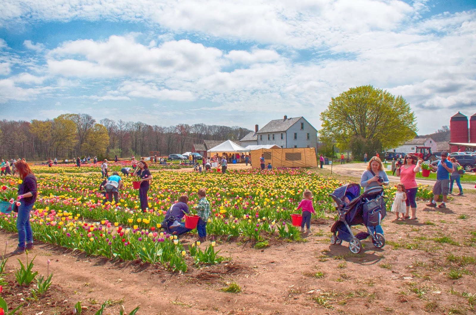 Carol's View Of New England Wicked Tulips Flower Farm, Johnston RI