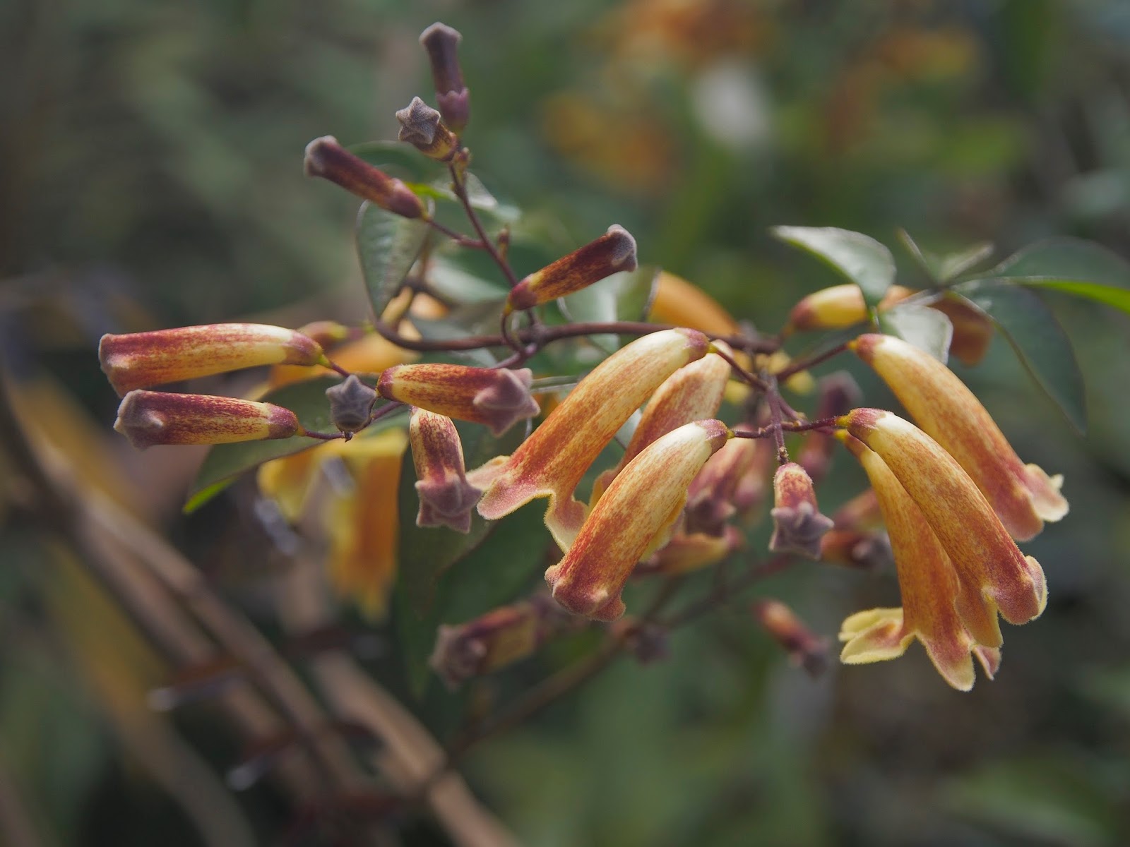 184 Best Mahonia Grapeholly Images Oregon Grape Plants Shrubs