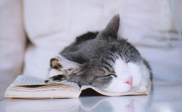 10 Gambar Kucing Tidur Yang Lucu