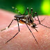 (ΕΛΛΑΔΑ)Από το Πανεπιστήμιο Κρήτης το "κλειδί" για την καταπολέμηση της ελονοσίας παγκοσμίως (ΠΙΝΑΚΑΣ)