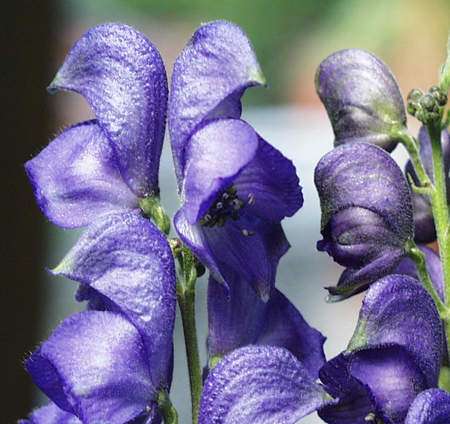 wolfsbane paralytic wolfsbane paralytic