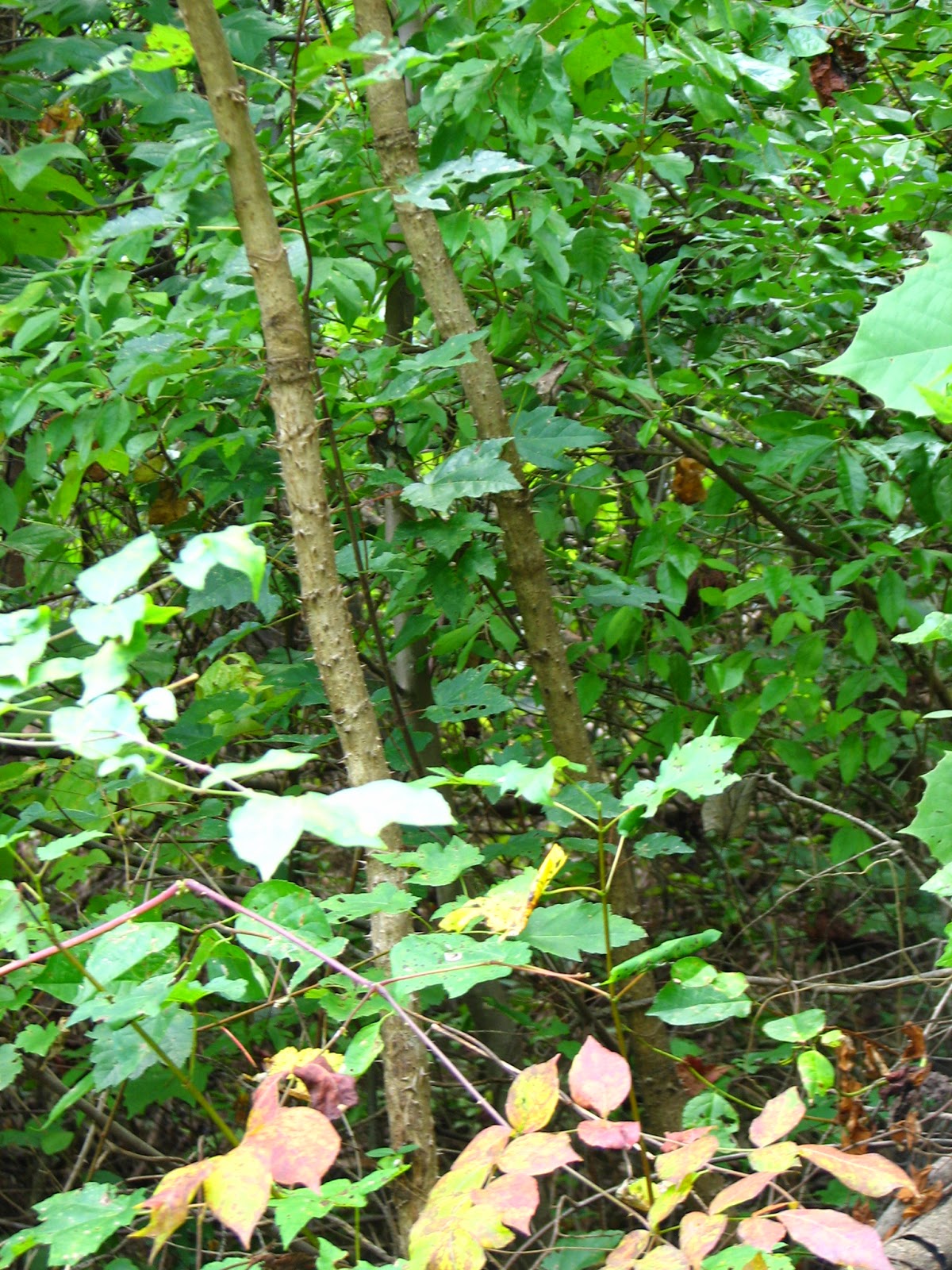 Tree Hugger Aralia spinosa The Devil's Walking Stick, a dangerous but
