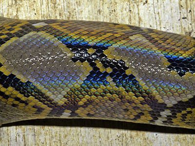 Indo Reptile Bag: Python Profile