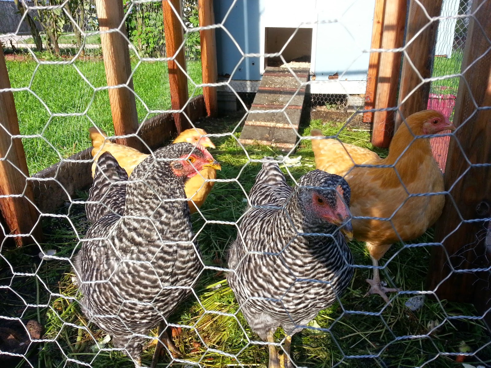 The Sustainable Couple Overheated Chickens, & How to Quickly Cool 'Em Off.