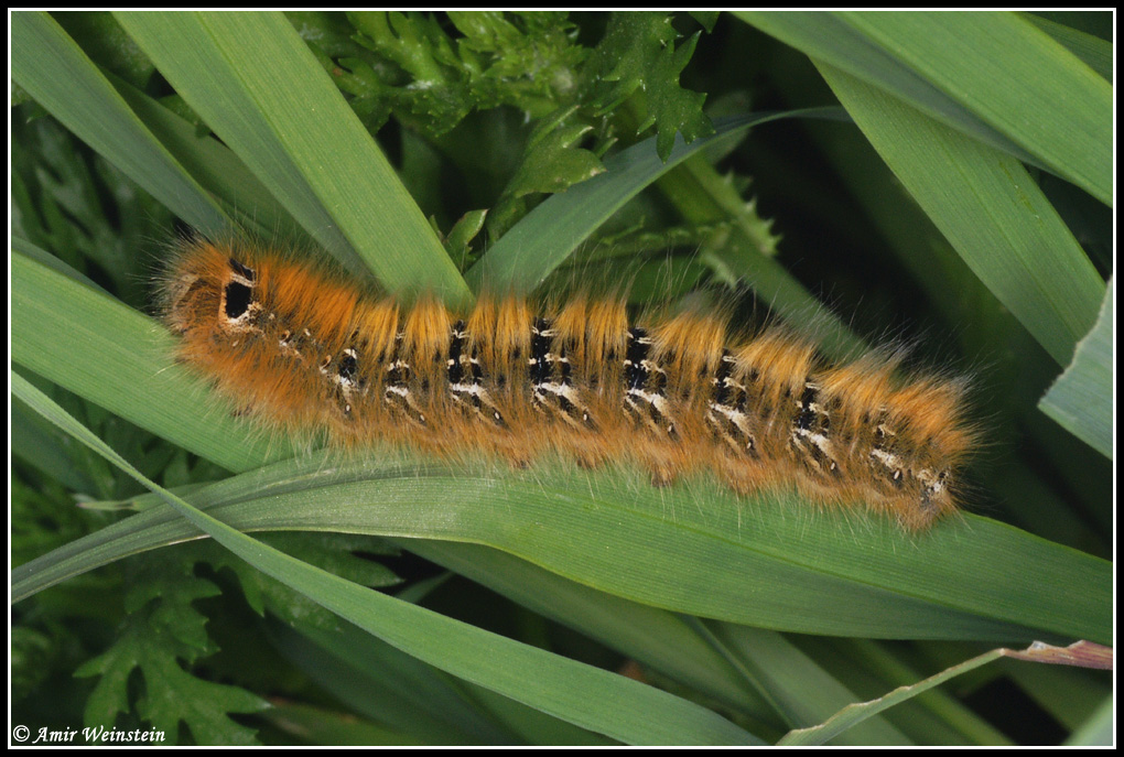 Lasiocampa terreni