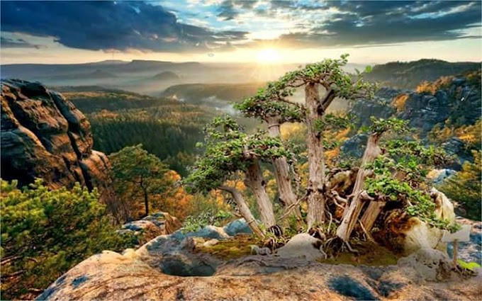 Variasi Bentuk Bonsai Lanscape (Panorama)