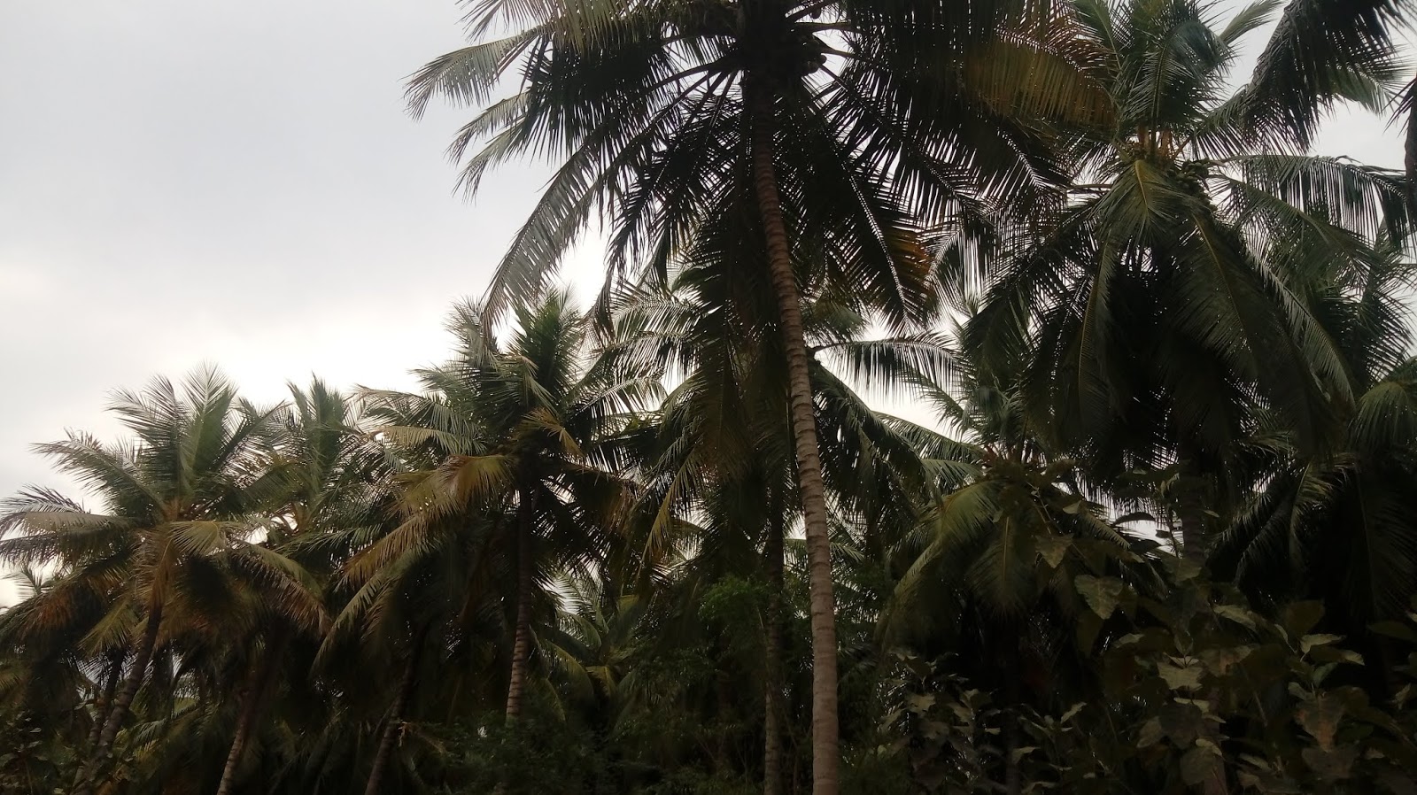 Kodaihills Realestate. Coconut farms for sale in near sholavandan