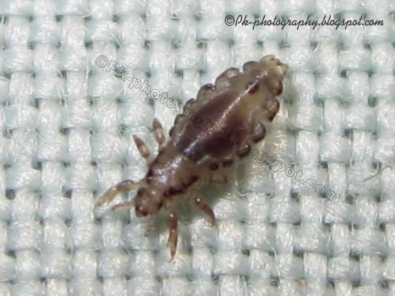 Head Lice Pictures Nature, Cultural, and Travel Photography Blog