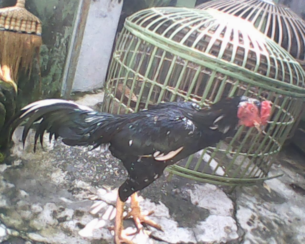 Kumpulan Foto Ayam  Bangkok  Aduan Yang  Kuat dan Tangguh