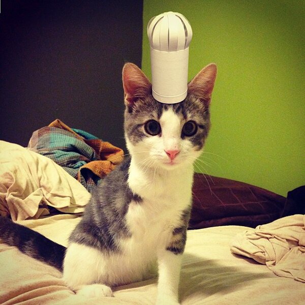 Kitty wears tiny hats (15 pics) Amazing Creatures