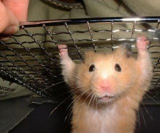 Funny hamster