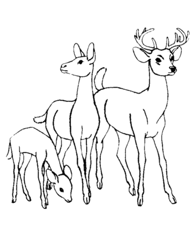 baby deer coloring pages - photo #8