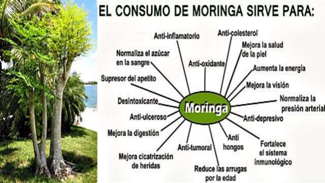 Los excelentes beneficios de la moringa Los beneficios de la moringa