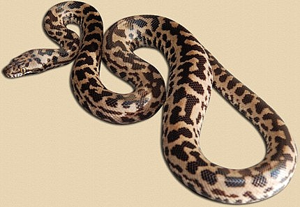 Australian Spotted Python Care Sheet ~ Animal Care Sheet