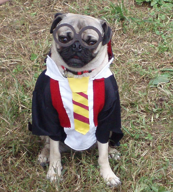 AmyOops Top Pugs in Awesome Costumes