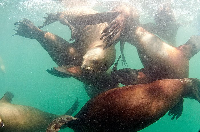 Dive with sea lions in Peninsula Valdes Patagonia Argentina Dive with sea lions in Peninsula Valdes Patagonia Argentina