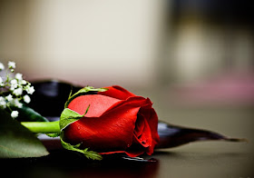 Red Rose