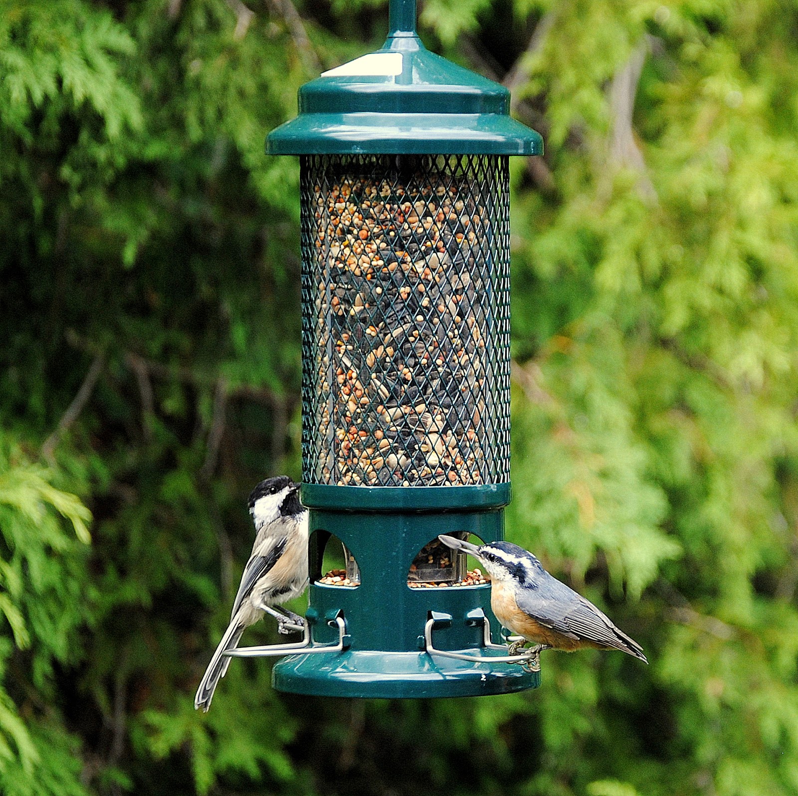 CAMERA ON KING Bird feeder info