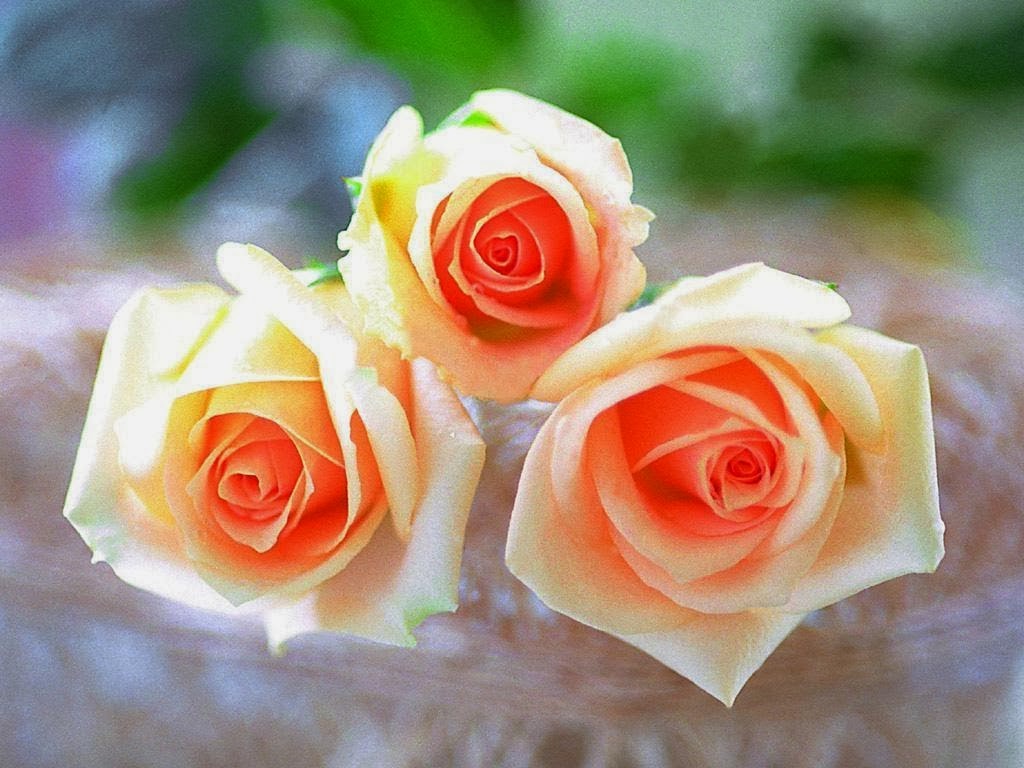 Цветы живые. Газания ванилла. Яркие цветы. Макрос цветок. Красивые цветочки.