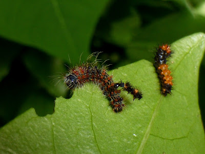 Holocerina species Malawi caterpillar Holocerina species Malawi caterpillar
