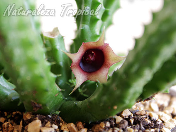 Variedad amarilla-rojiza de la flor de la planta suculenta Ojo de Dragón, Huernia schneideriana