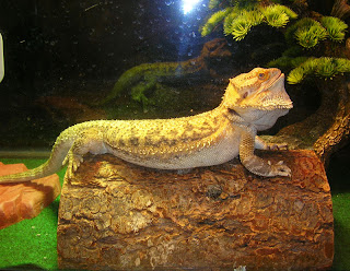 bearded-dragon-happy-birthday-3