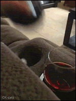 Crazy Kitten GIF • Mine! When your alcoholic Cat sneakily steals your glass of red vine haha