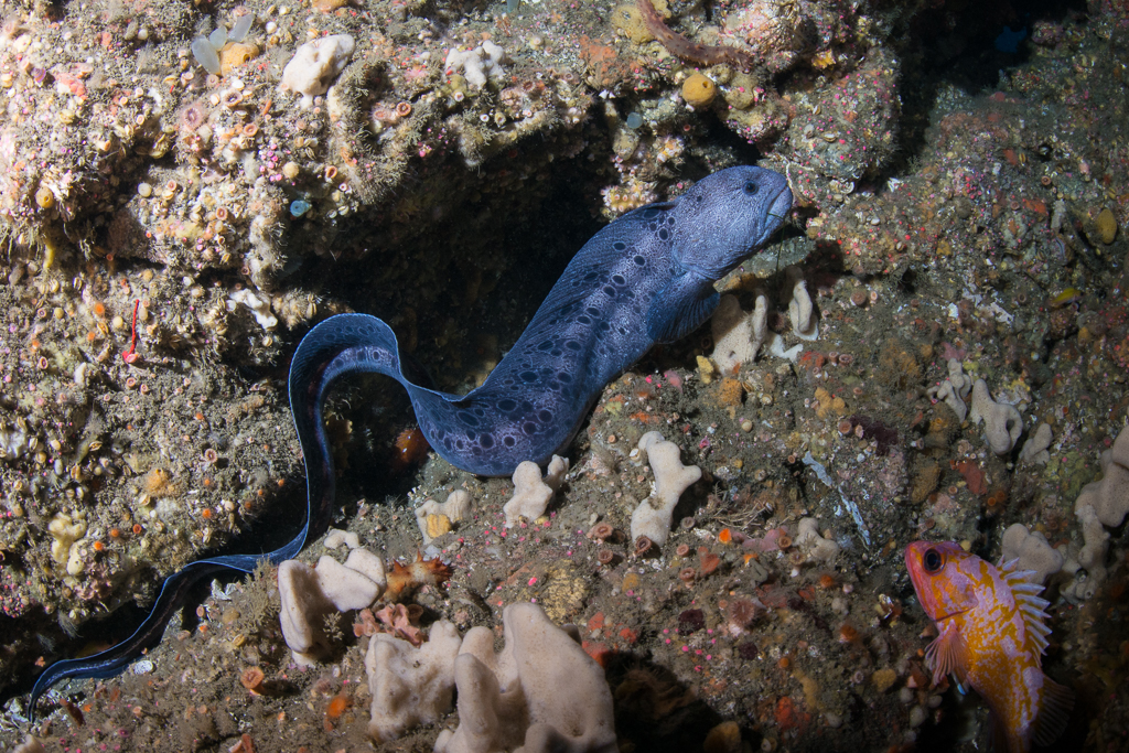 head of wolf eel head of wolf eel