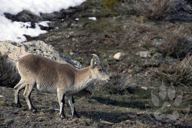 Espagne-Sierra-Guadarrama-bouquetin-iberique-femelle