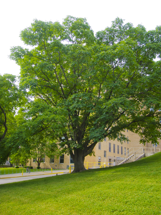 Amur Corktree Amur Corktree