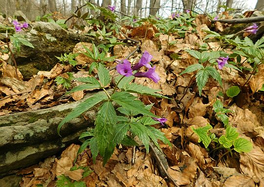 Żywiec gruczołowaty (Cardamine glanduligera O.Schwarz). Żywiec gruczołowaty (Cardamine glanduligera O.Schwarz).