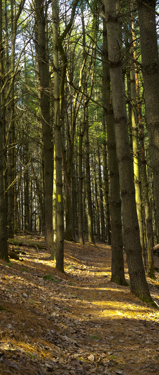 trail cutting through tall pines