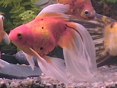 PEZ GOLDFISH PEZ GOLDFISH