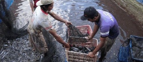 Cara Panen dan Pasca Panen Lele keli yang Benar