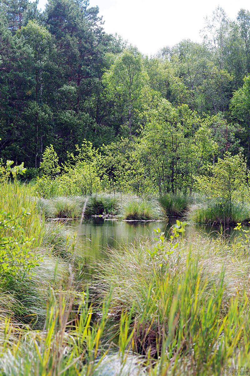 Workshop in natural plant dyeing, photo by Alicia Sivertsson. aliciasivert alicia sivert alicia sivertsson art lab gnesta lina sofia lundin växtfärgning naturlig färgning färga med växter skapa skapande kreativitet textil textilt hantverk textilhantverk konst textilkonst kurs workshop