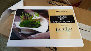 Shiseido con el Kusamono y el Bonsai. Shiseido con el Kusamono y el Bonsai.