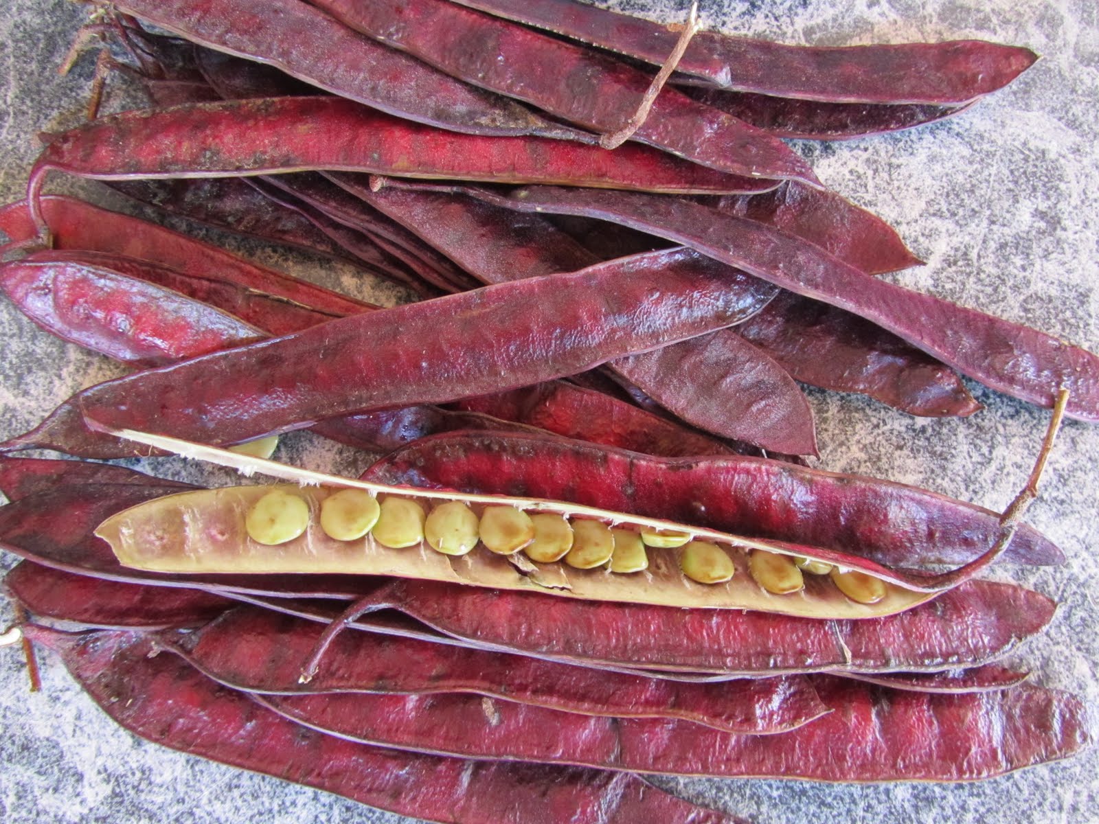 the great fruit hunt Red Guajes / Leucaena