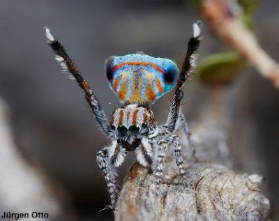 Aranha-pavão Maratus autralis descoberta na Austrália. Foto: Jurgen Otto. Maratus australis, australis, Aranha-pavão, new-peacock-spider, spider, new spider, aranha, aranhas Austrália, austrália, novas espécies de aranhas da Austrália, natureza, conservação, blog Natureza e conservação, Jurgen Otto