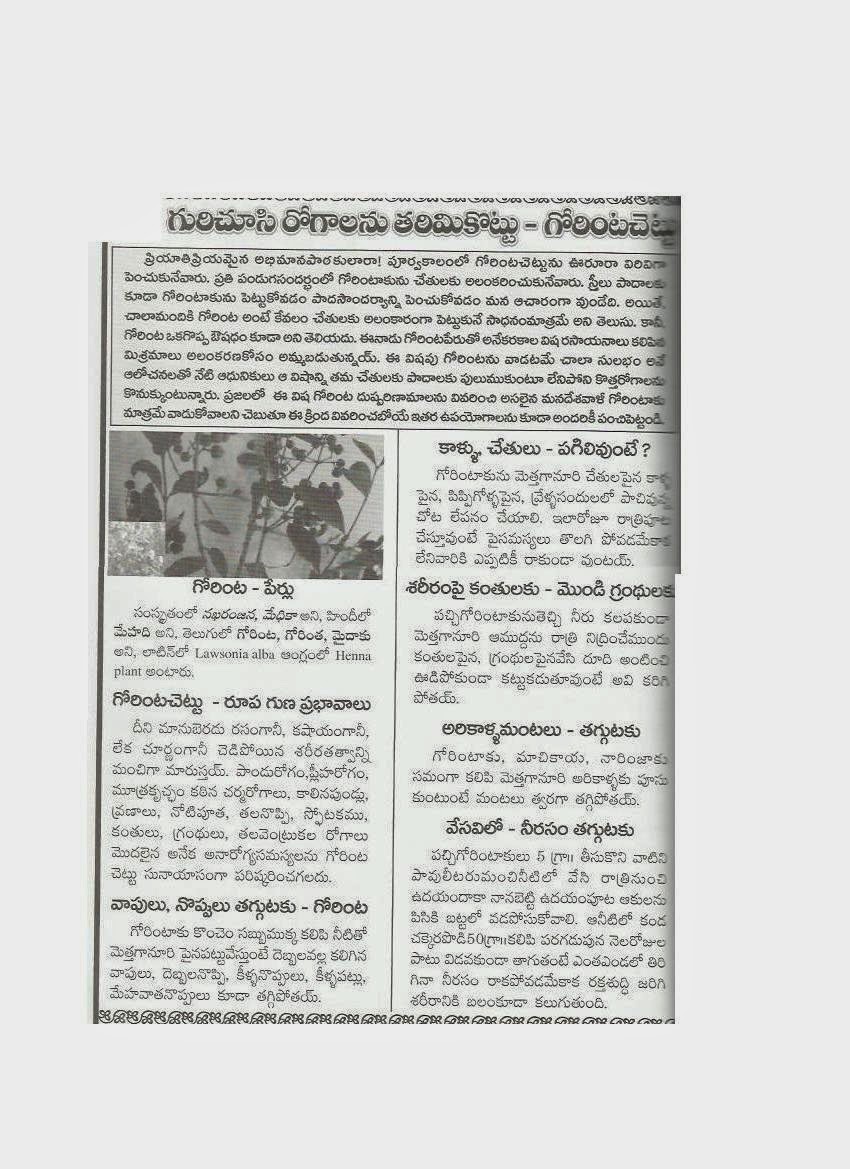 Dr Elchuri Recipes With Gorinta Chettu Henna Plant Symptoms