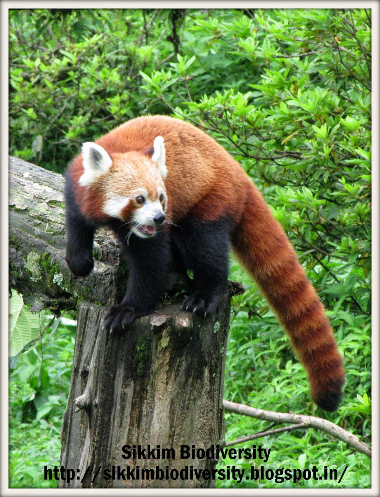 Ailurus fulgens (Red panda)
