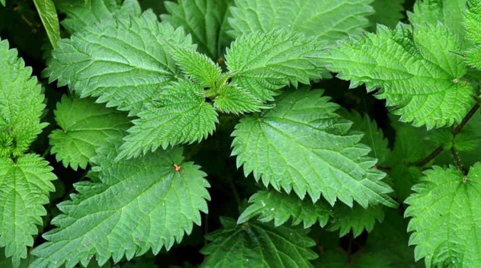 LA SOLIDARIDAD 15 Healthy Reasons Why You Should Eat Nettle Leaves la-solidaridad-15-healthy-reasons-why-you-should-eat-nettle-leaves