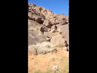 هكذا أنقذ عصفور مواطناً سعودياً