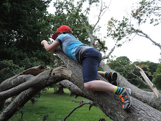 broken boughs of oak tree on southampton common