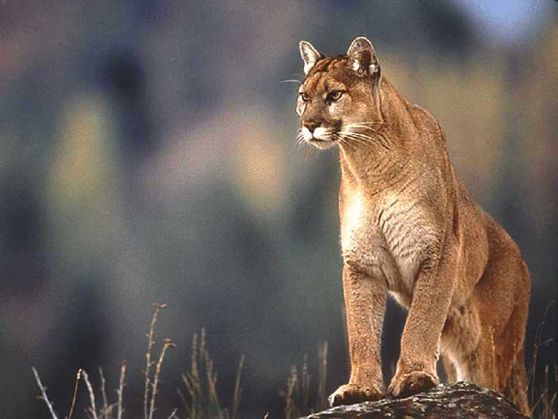 Cougar Pictures 120