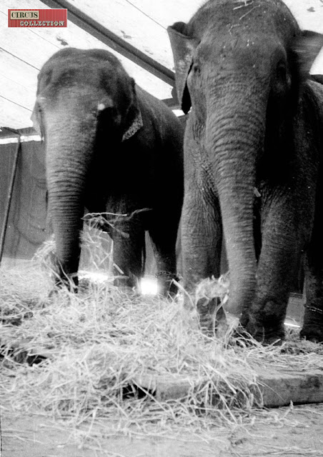 Les éléphants du Cirque Pinder  dans la tente ecurie de la ménagerie 