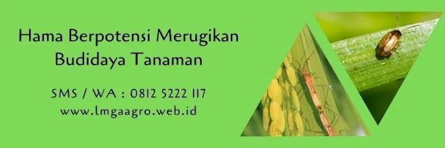 hama,hama tanaman,usaha pertanian,usaha tani,budidaya tanaman,rotasi tanaman,lmga agro