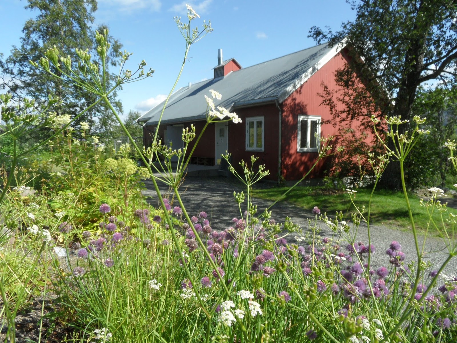Jardín Botánico ArticoAlpino, en Tromso