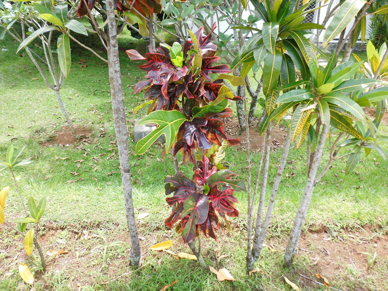 Exotic Plants in Indonesia Puring 